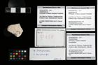 Foto (Objekt + Etikett) von Laeviprosopon sp.  (NHMW-GEO-2014-0194-0158a)